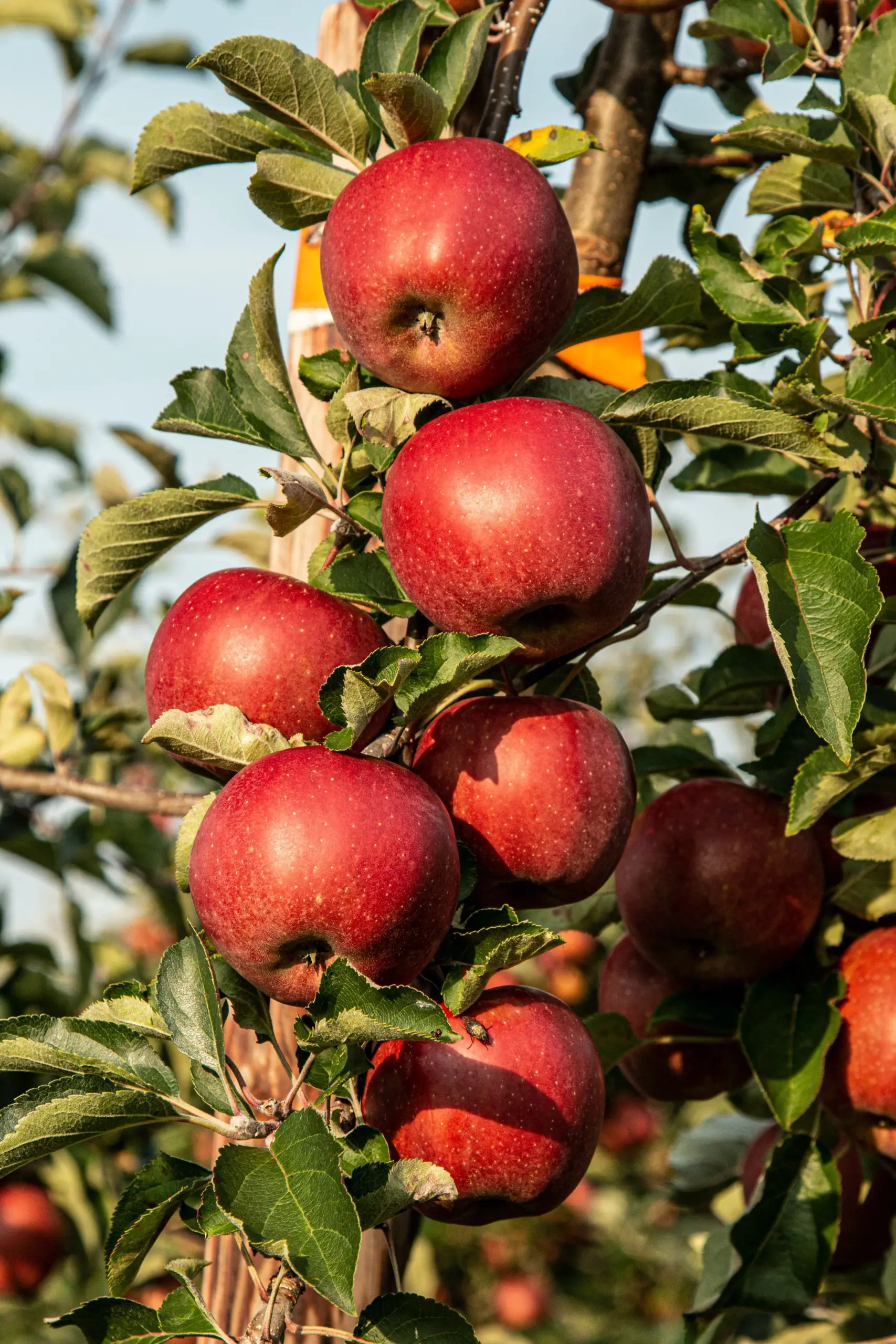 Sunlit red apples growing among green leaves in an orchard